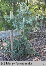 Abies numidica Glauca