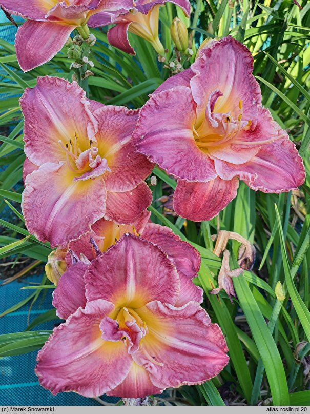 Hemerocallis ×hybrida Outrageous Fortune