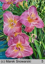 Hemerocallis ×hybrida Outrageous Fortune