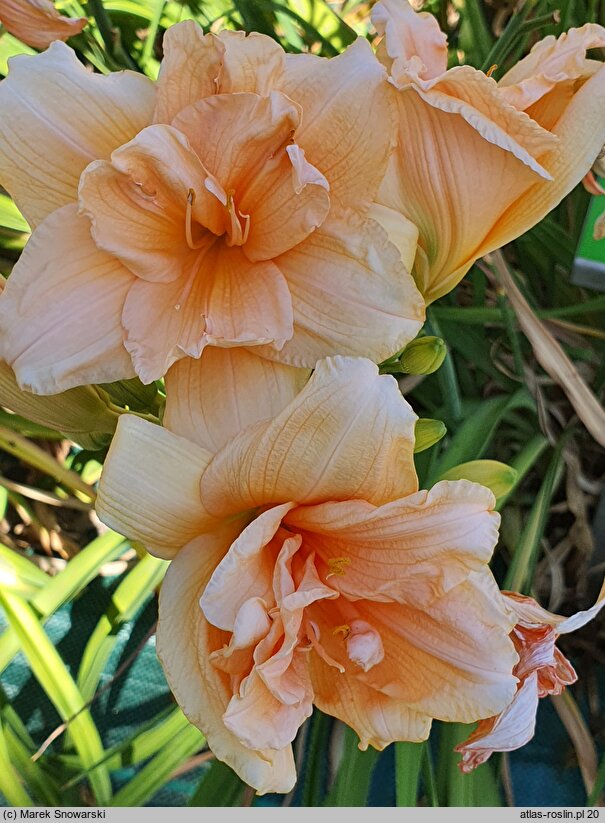 Hemerocallis ×hybrida (liliowiec ogrodowy)
