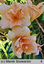 Hemerocallis ×hybrida (liliowiec ogrodowy)