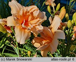 Hemerocallis ×hybrida (liliowiec ogrodowy)