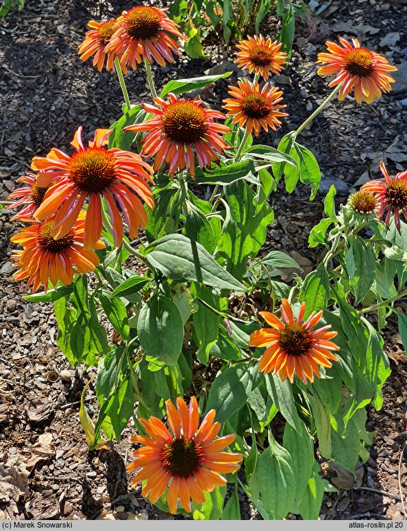 Echinacea Summer Cocktail