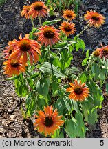 Echinacea Summer Cocktail
