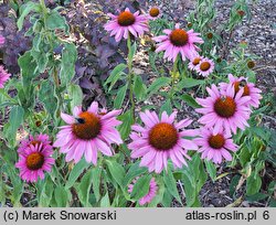 Echinacea purpurea Magnus