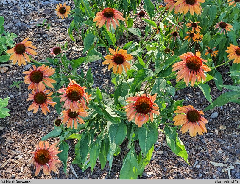 Echinacea Evan Saul