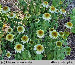 Echinacea purpurea Milkshake