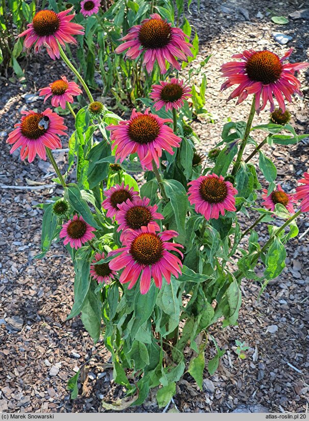 Echinacea Mamma Mia