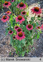 Echinacea Mamma Mia