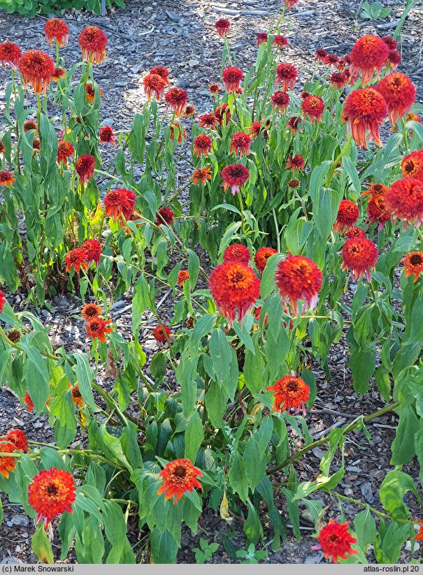 Echinacea Irresistable