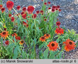 Echinacea Irresistable