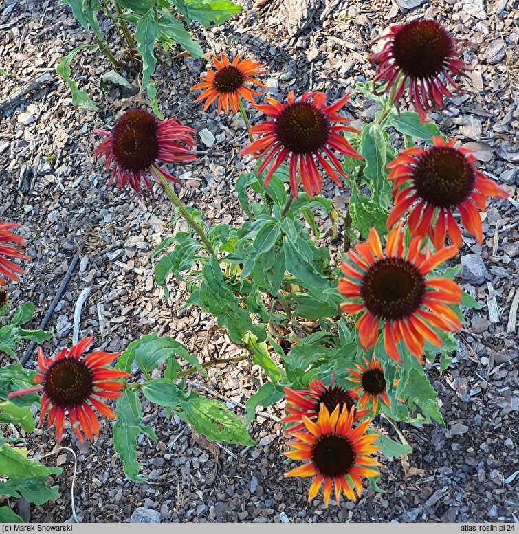 Echinacea Firebird