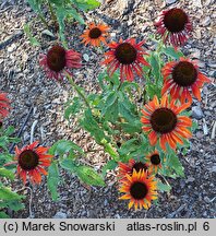 Echinacea Firebird