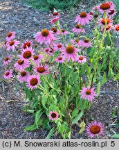 Echinacea purpurea Ruby Giant