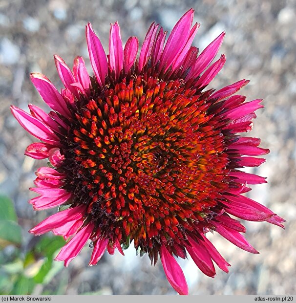 Echinacea purpurea Fatal Attraction