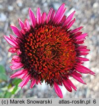 Echinacea purpurea Fatal Attraction