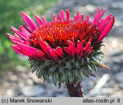 Echinacea purpurea Fatal Attraction