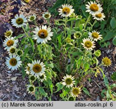 Echinacea purpurea Purity