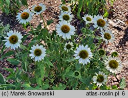 Echinacea purpurea Purity