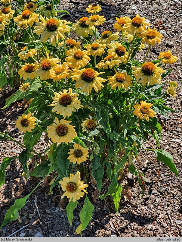 Echinacea Aloha