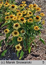 Echinacea Aloha