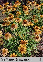 Echinacea Big Kahuna