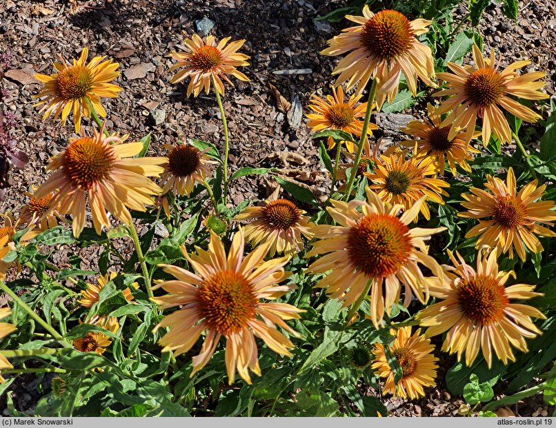 Echinacea Big Kahuna