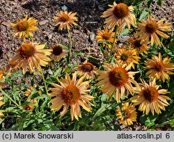 Echinacea Big Kahuna