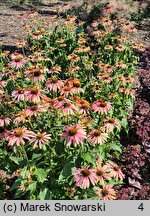 Echinacea Summer Cloud