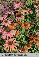 Echinacea Summer Cloud