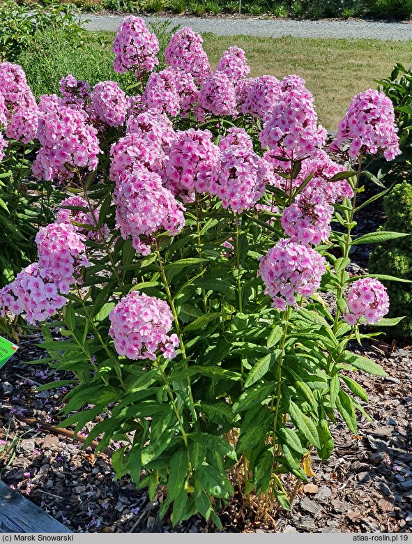 Phlox paniculata Narwiański Wir