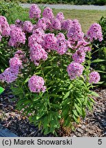 Phlox paniculata Narwiański Wir