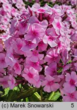 Phlox paniculata Narwiański Wir