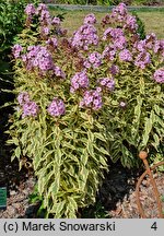 Phlox paniculata Warsaw Sunrise