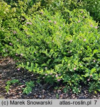 Indigofera kirilowii (idygowiec Kiriłowa)