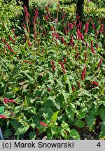 Polygonum amplexicaule Fat Domino
