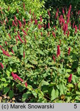 Polygonum amplexicaule Fat Domino