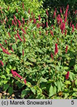 Polygonum amplexicaulis Fat Domino