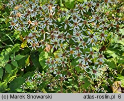 Eurybia macrophylla (aster wielkolistny)