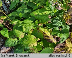 Eurybia macrophylla (aster wielkolistny)