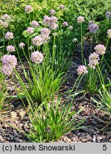 Allium senescens ssp. montanum (czosnek skalny)