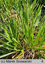 Allium senescens ssp. montanum (czosnek skalny)