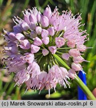 Allium senescens ssp. montanum (czosnek skalny)