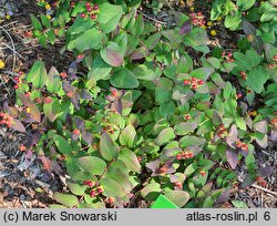 Hypericum androsaemum Albury Purple