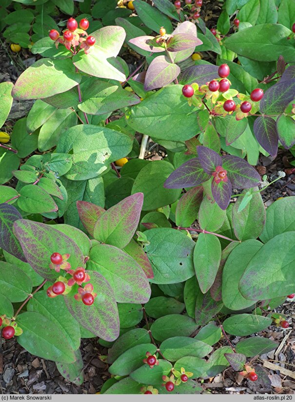 Hypericum androsaemum Albury Purple