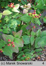 Hypericum androsaemum Albury Purple