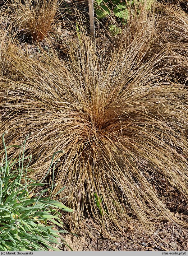 Carex flagellifera Bronzita