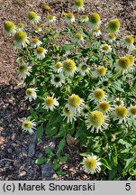 Echinacea purpurea Meringue