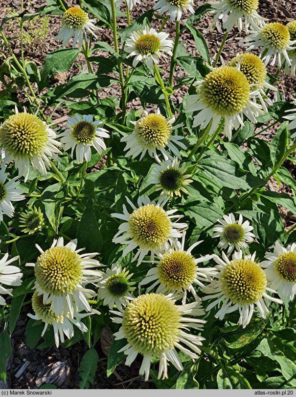 Echinacea purpurea Meringue