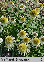 Echinacea purpurea Meringue